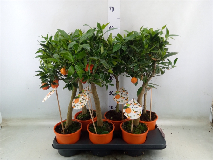 <h4>Citrofortunella microcarpa</h4>