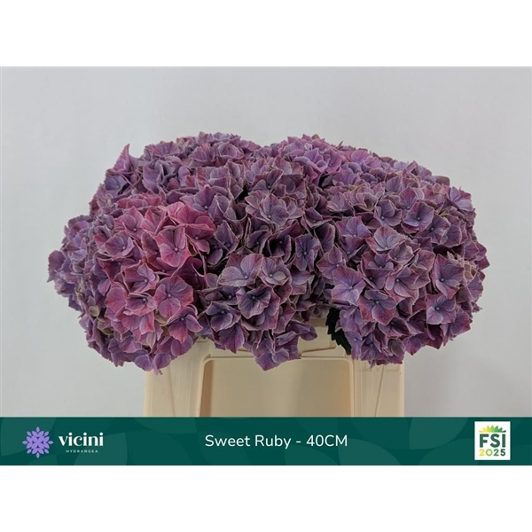 <h4>Hydr Sweet Ruby 40 cm Vicini</h4>