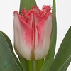 Tulipa fr lingerie
