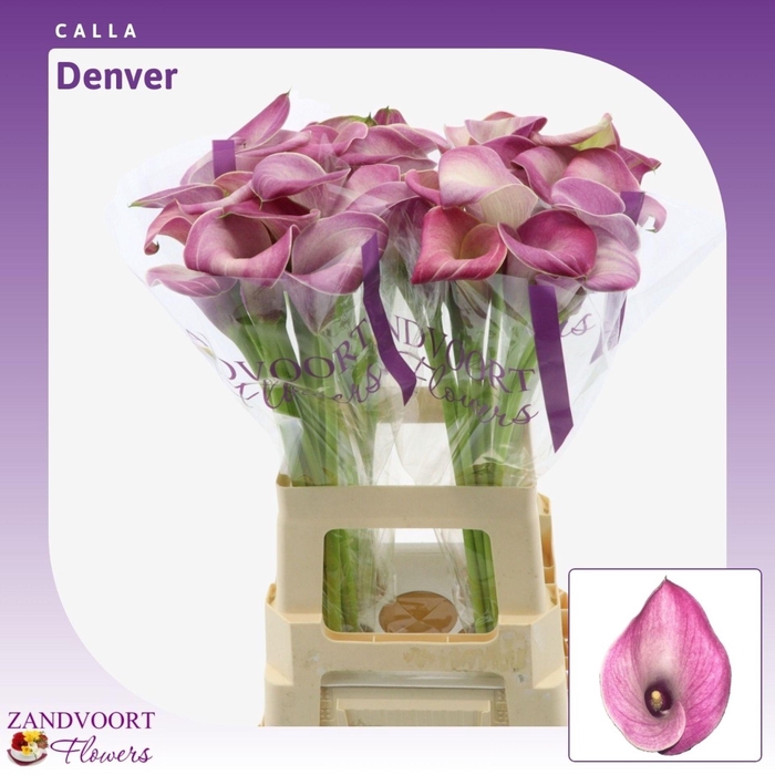 <h4>Calla Denver</h4>