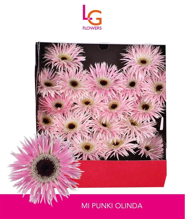 <h4>Germini Spider Punki Olinda Diamond</h4>