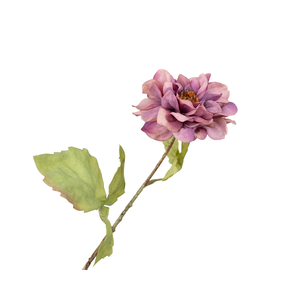 Dahlia Pink