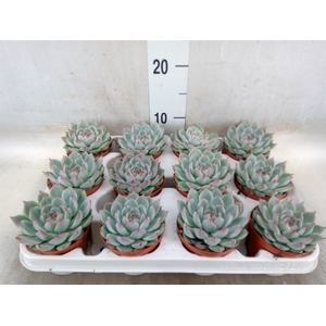 Echeveria   ...