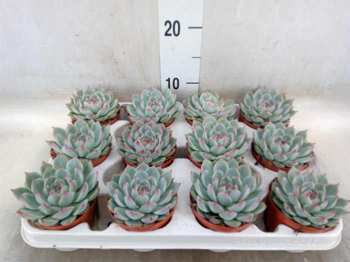 <h4>Echeveria   ...</h4>