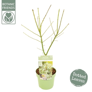 Acer palm. 'Ukigumo'