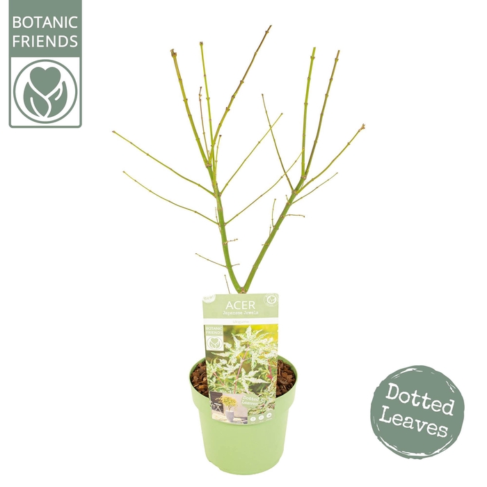 <h4>Acer palm. 'Ukigumo'</h4>