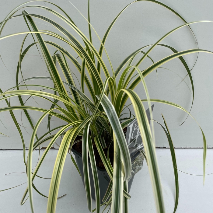 <h4>Carex Feather Falls</h4>