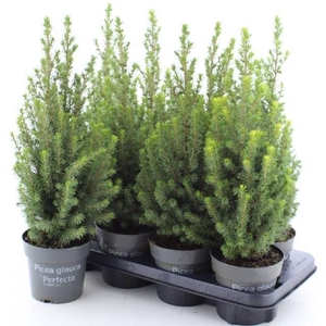 PICEA GL PERFECTA