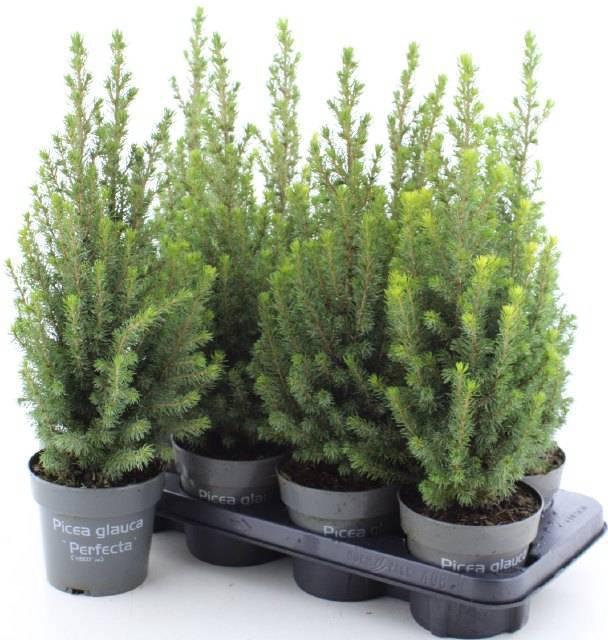 <h4>PICEA GL PERFECTA</h4>