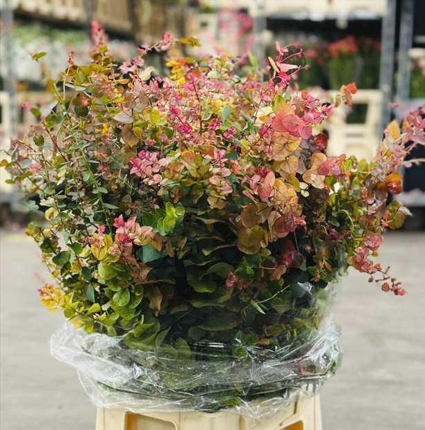 Euc. Stuartiana Autumn