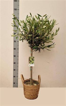 Olea Europaea In Hengselmand