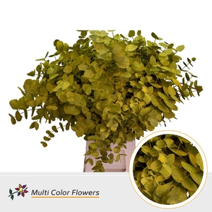 Eucalyptus cinerea Frost Geel