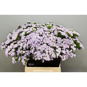 LIM S TESSA LAVENDER