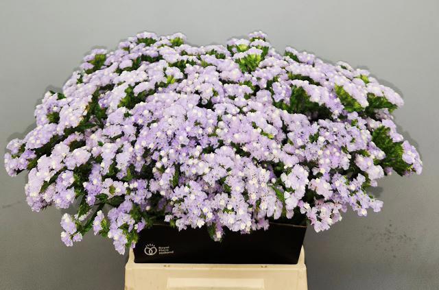 <h4>LIM S TESSA LAVENDER</h4>