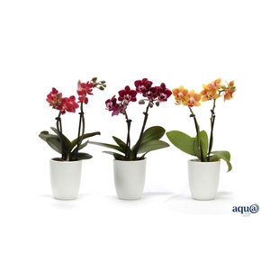 Hugo White Tiny Dolls Mix 2T10+ Aqu@