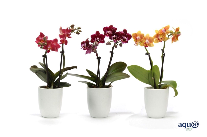 <h4>Hugo White Tiny Dolls Mix 2T10+ Aqu@</h4>