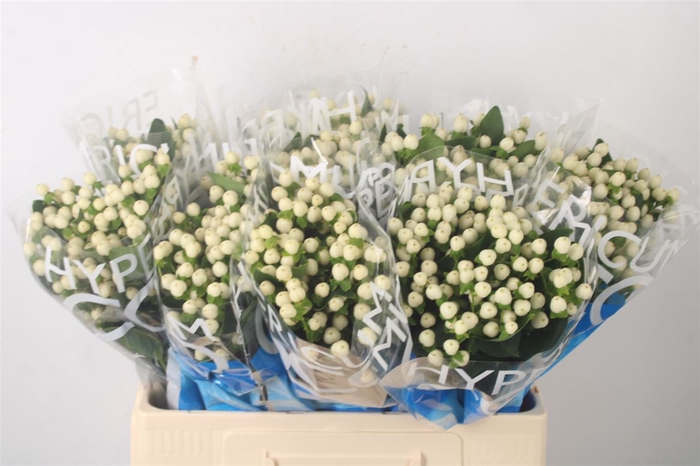 <h4>Hyp Coco Uno White</h4>