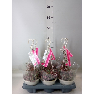 Ceropegia woodii 'Variegata'