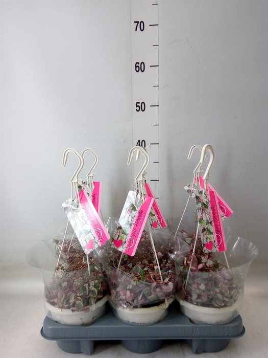 <h4>Ceropegia woodii 'Variegata'</h4>