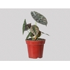 ALOCASIA CUPREA P12