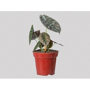 ALOCASIA CUPREA P12