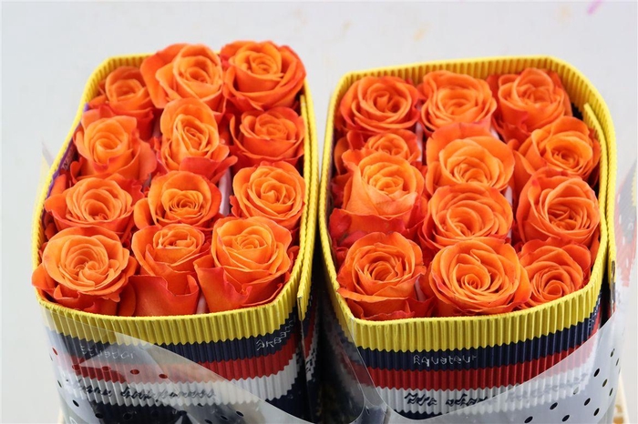 <h4>R Gr Carnelian</h4>