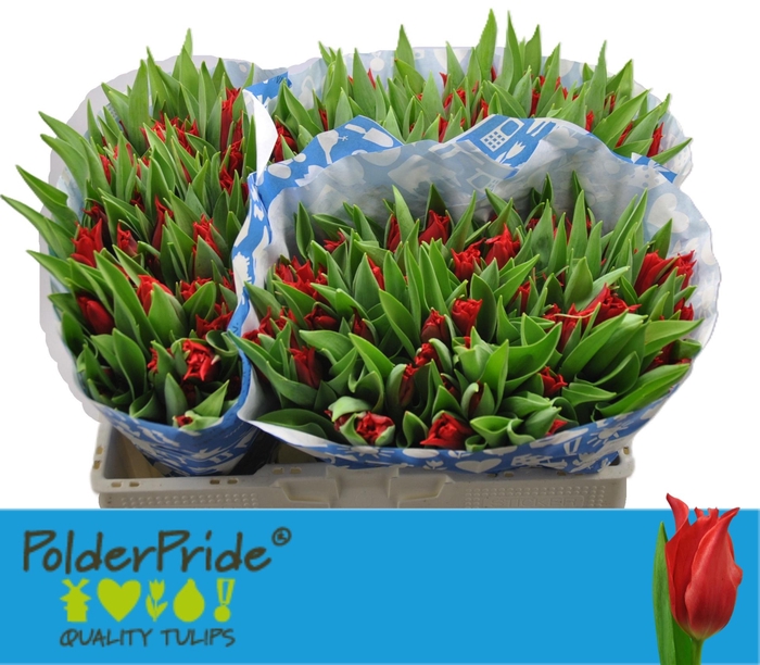 <h4>TU LI PRETTY WOMAN</h4>