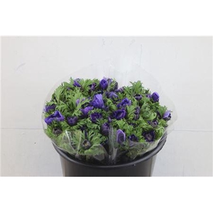 ANEM LEVANTE BLUE 35CM