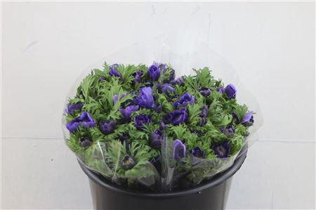 <h4>ANEM LEVANTE BLUE 35CM</h4>