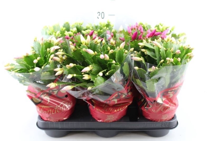 <h4>Schlumbergera   ...mix 3</h4>