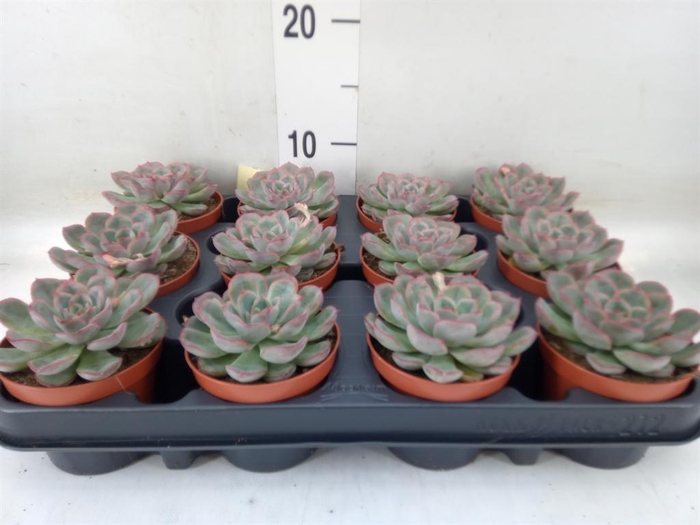 <h4>Echeveria   ...</h4>