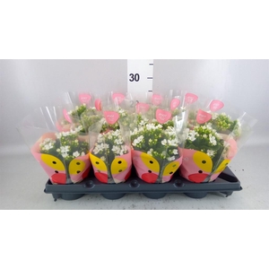 Kalanchoe  'Pauline'