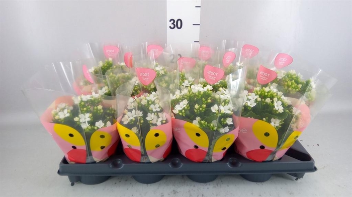 <h4>Kalanchoe  'Pauline'</h4>