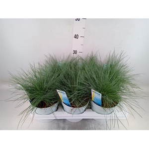 Festuca glauca 'Intens Blue'