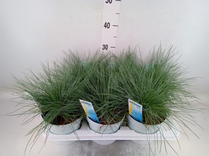 <h4>Festuca glauca 'Intens Blue'</h4>
