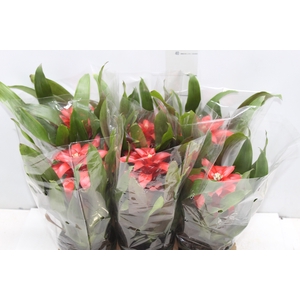 GUZMANIA VERMELHA P12