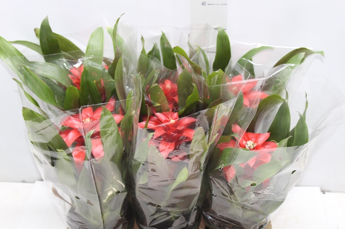 <h4>GUZMANIA VERMELHA P12</h4>
