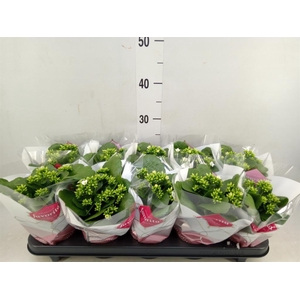 Kalanchoe blos. 'Asteria'