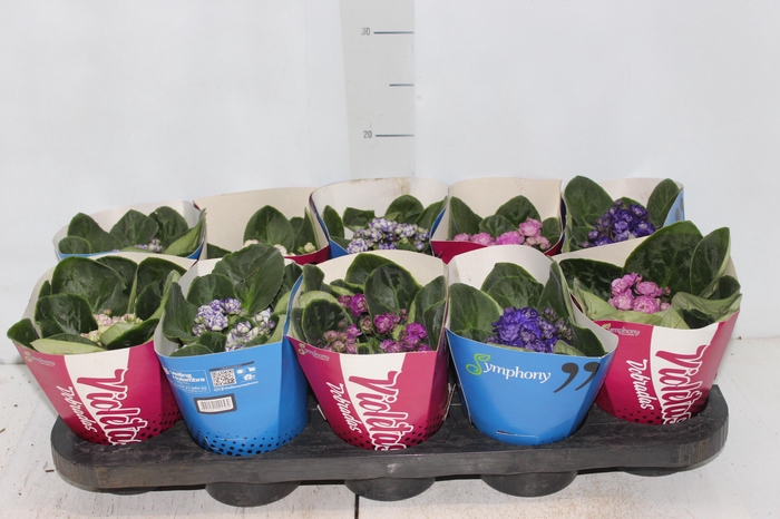 <h4>VIOLETA DOBRADA P11</h4>