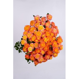 R GR Tr Happy Birthday