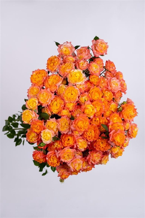 <h4>R GR Tr Happy Birthday</h4>