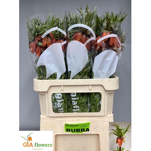 FRIT IM RUBRA MAXIMA