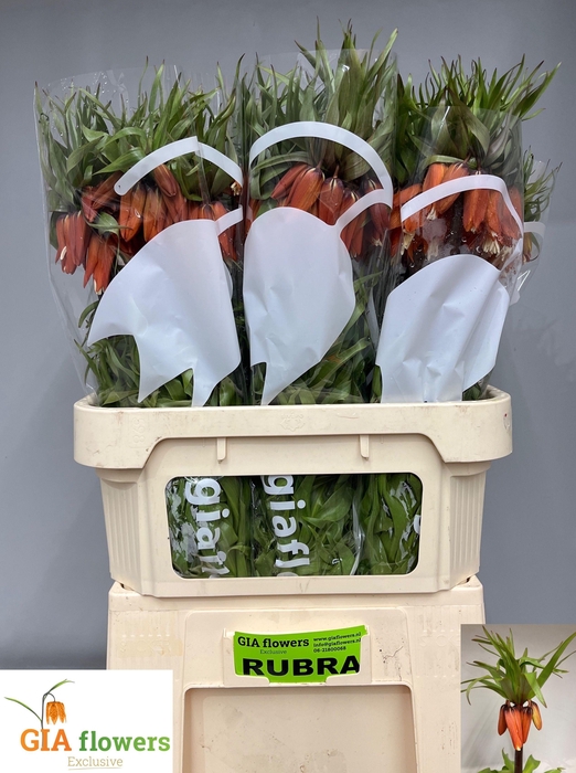 <h4>FRIT IM RUBRA MAXIMA</h4>