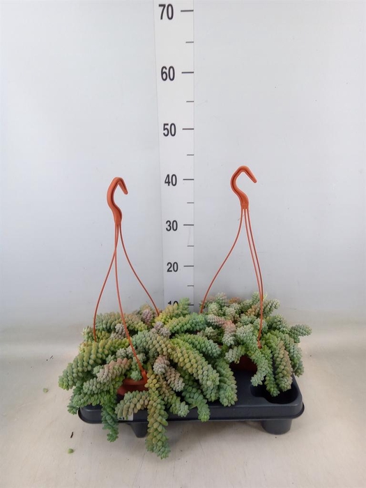 <h4>Sedum burrito</h4>