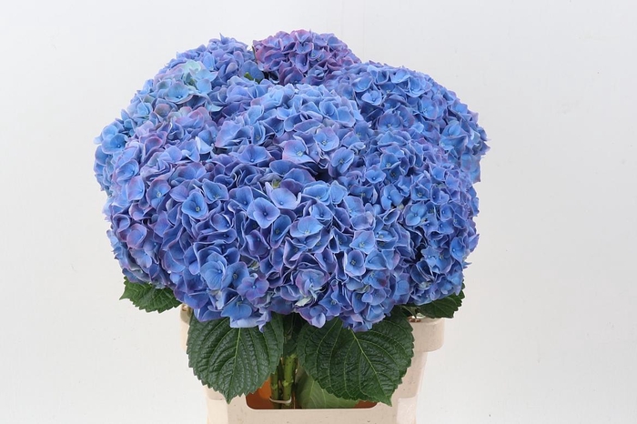 <h4>Hydr M My Riviera</h4>