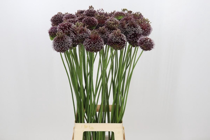 <h4>Allium Forelock</h4>