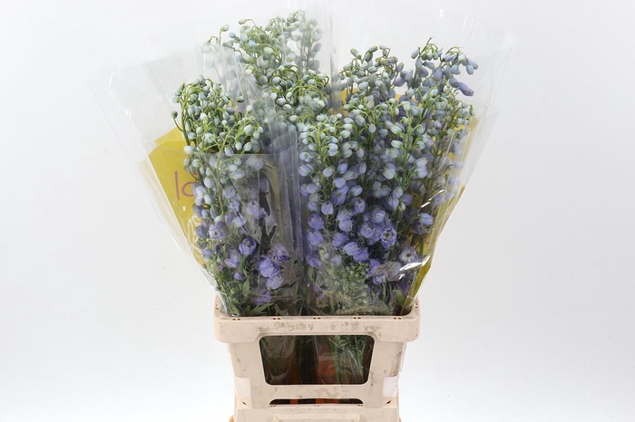 <h4>Delph Serena Lavendel</h4>