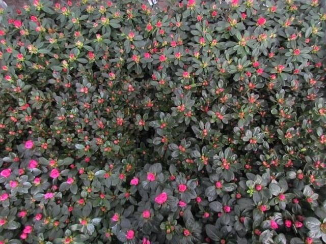 <h4>RHODO SIMSI MIXK</h4>