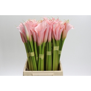 Zantedeschia Eydolls Pink