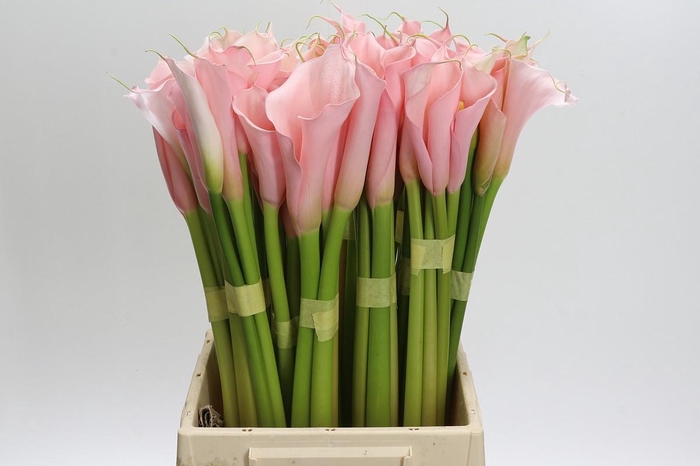 Zantedeschia Eydolls Pink
